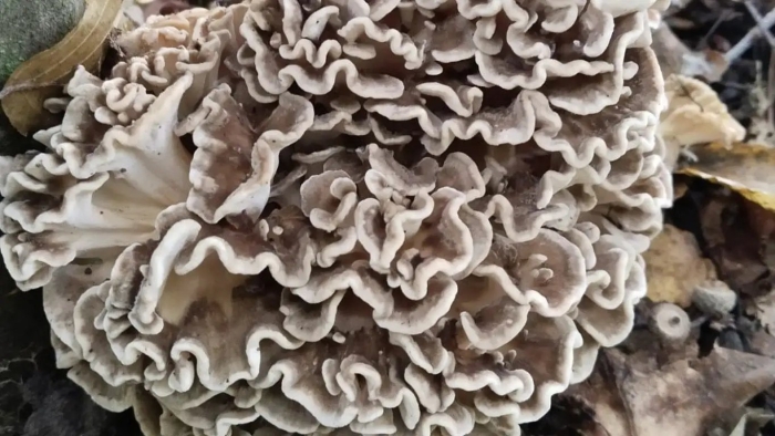 Chondrostereum purpureum