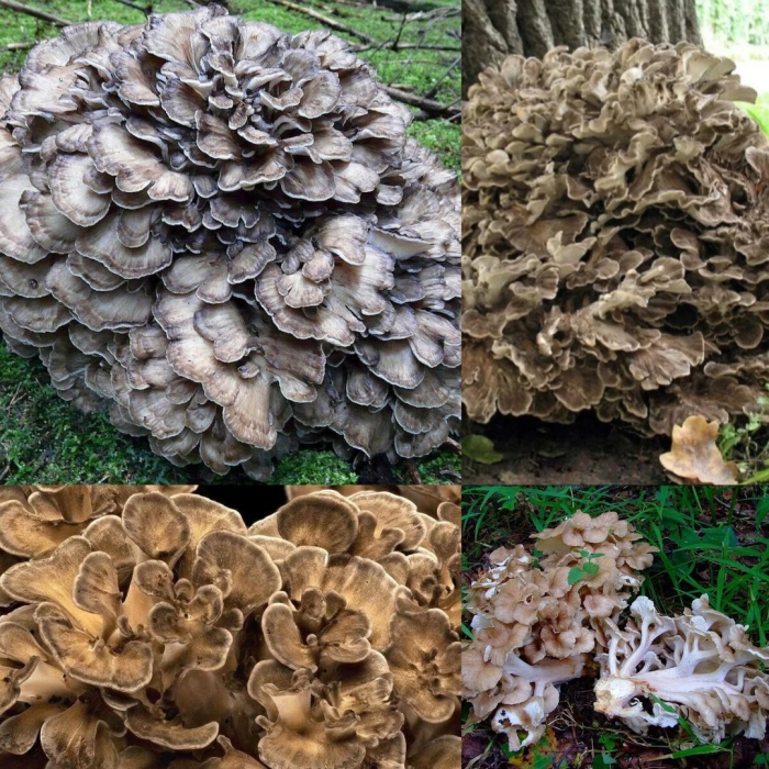 Спарассис курчавый гриб