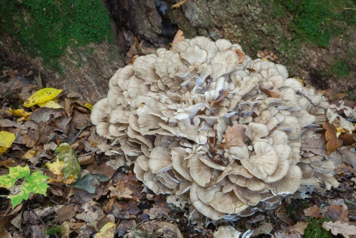 Грифола курчавая гриб
