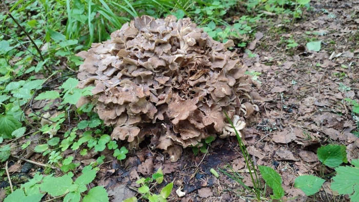 Грифола курчавая