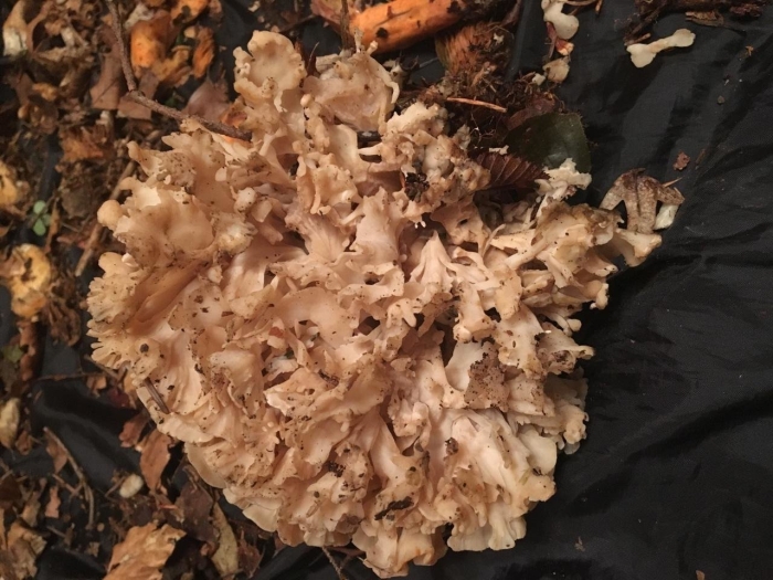 Спарассис курчавый