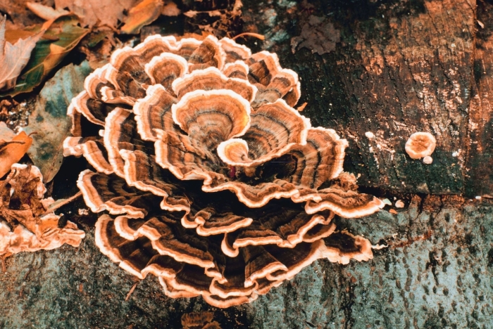 Трутовик траметес разноцветный trametes versicolor