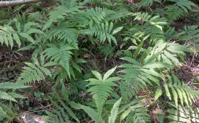 Phegopteris connectilis