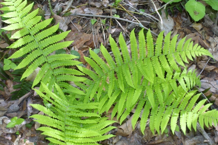 Телиптерис болотный