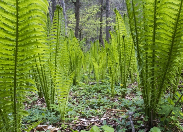 Страусник обыкновенный папоротник
