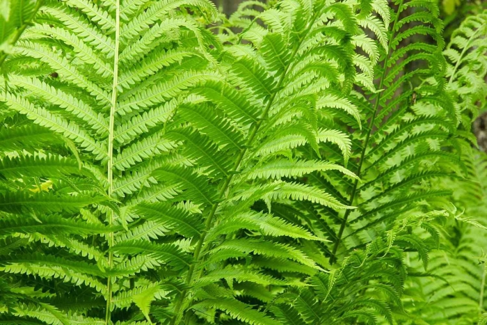 Адиантум папоротник