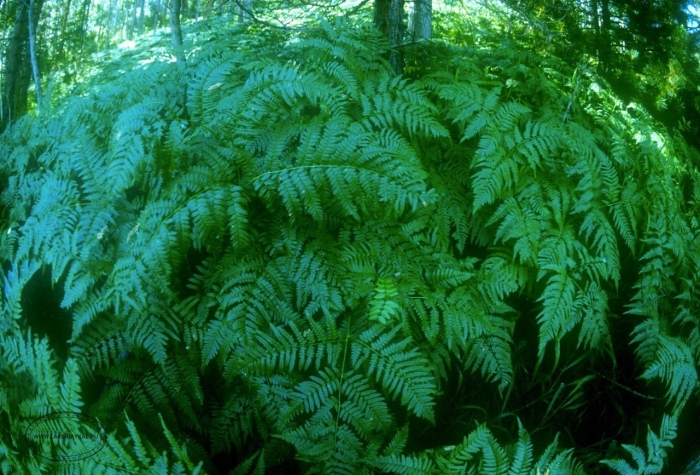 Байкальский заповедник папоротник