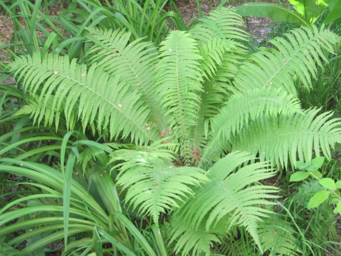 Папоротник страусник обыкновенный