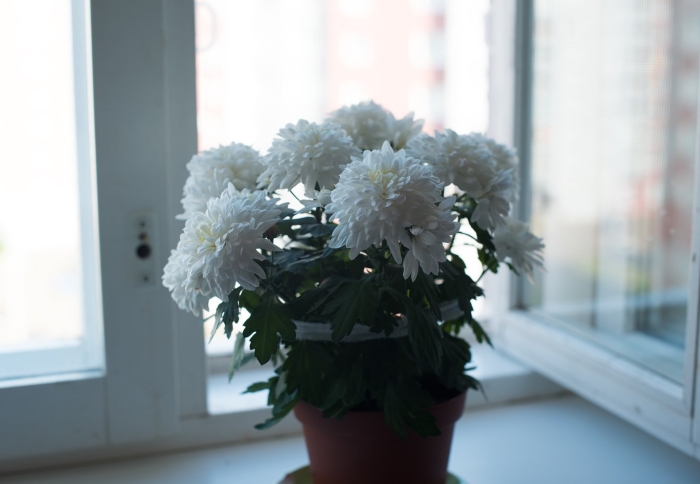 Хризантема зембла белая