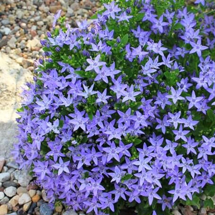 Колокольчик пожарского (campanula poscharskyana)