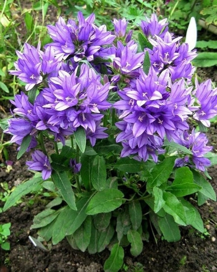 Колокольчик скученный campanula glomerata