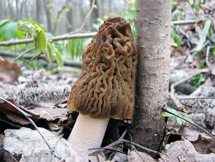 Сморчки и сморчковая шапочка