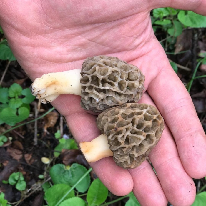 Сморчок съедобный гриб