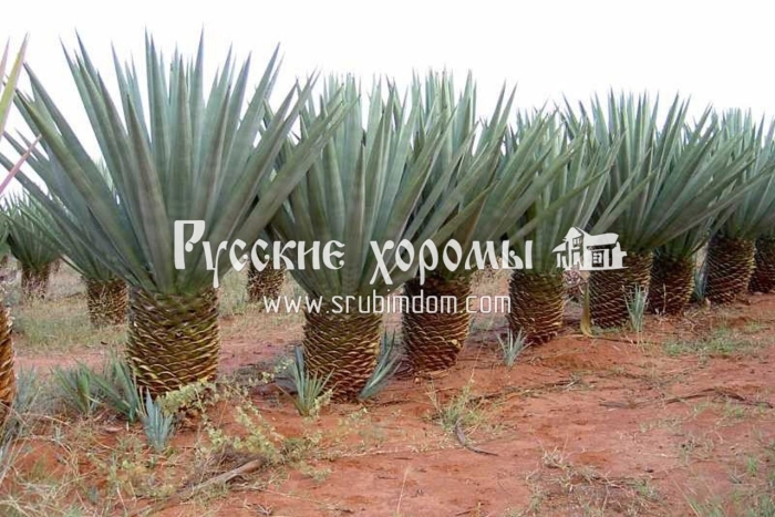 Сизаль растение агавы