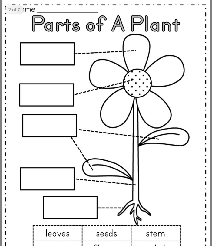 Parts of the plant worksheets