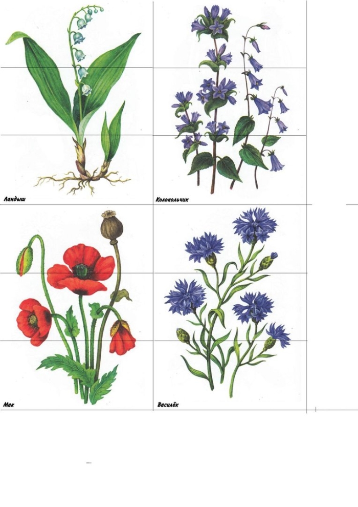 Садовые цветы для дошкольников