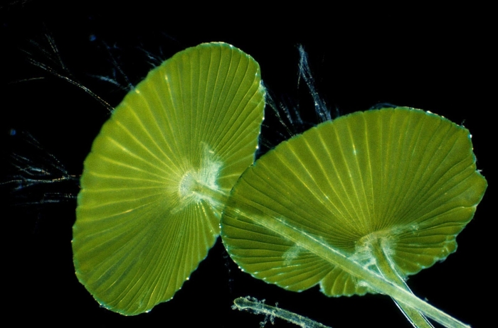 Одноклеточная водоросль ацетабулярия