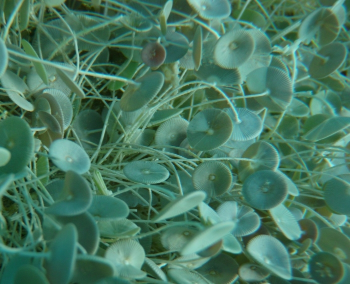 Сифоновые водоросли