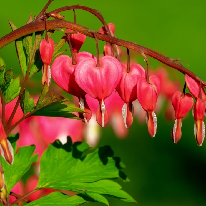 Дицентра спектабилис пинк