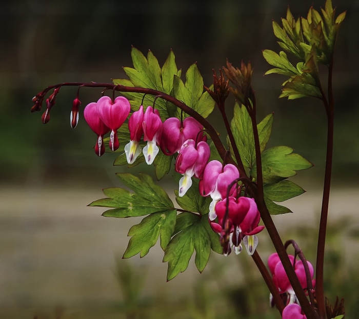 Дицентра древовидная