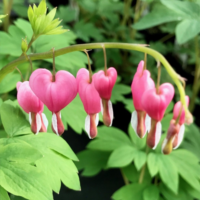 Дицентра спектабилис пинк