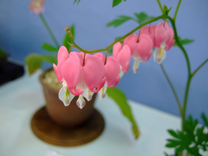 Бычье сердце цветок