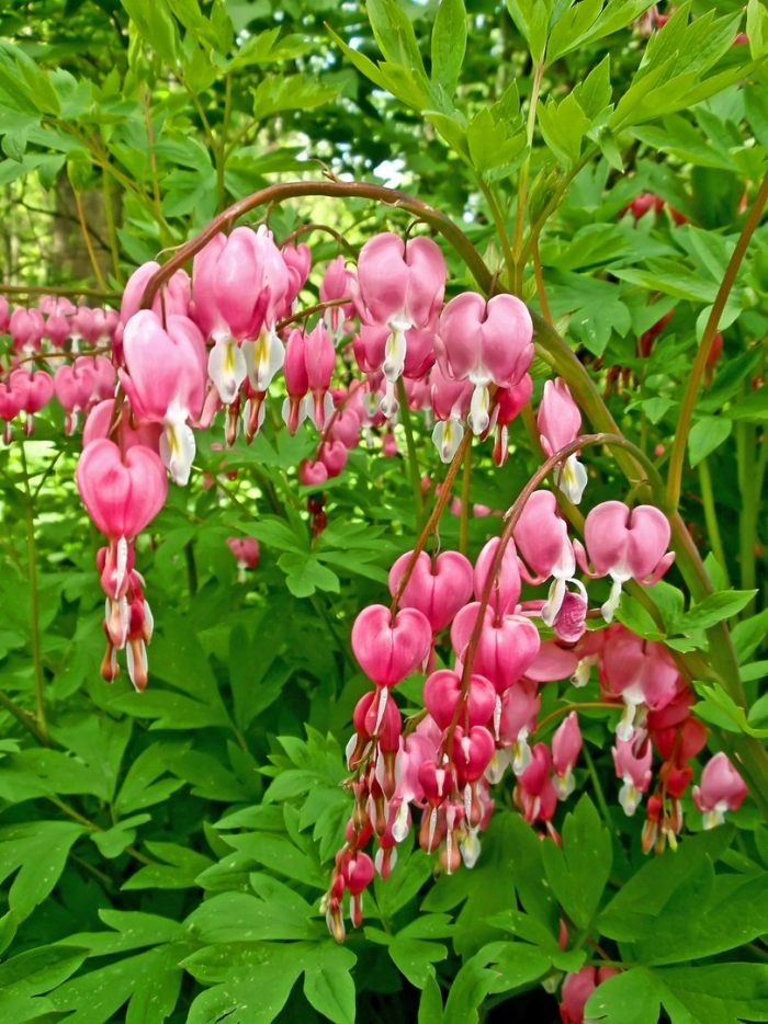 Дицентра великолепная валентина