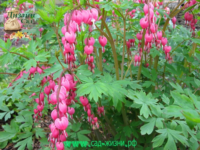 Дицентра многолетник