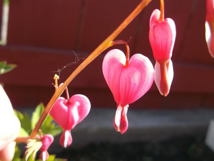 Цветок дицентра великолепная