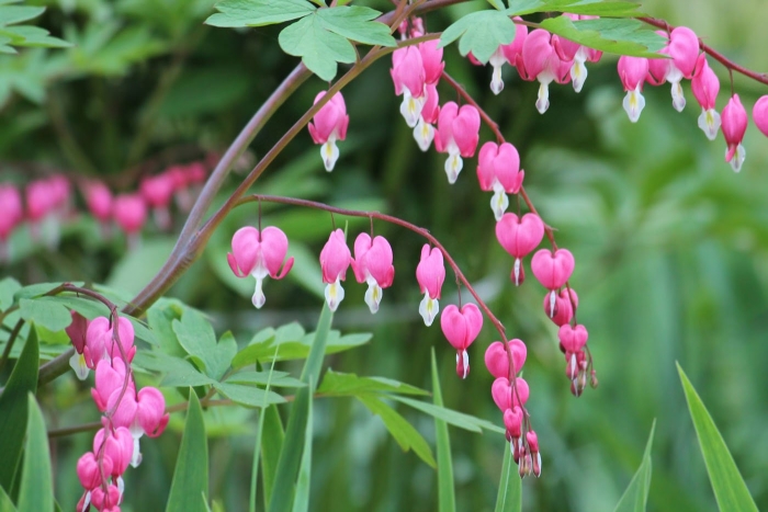 Дицентра великолепная куст
