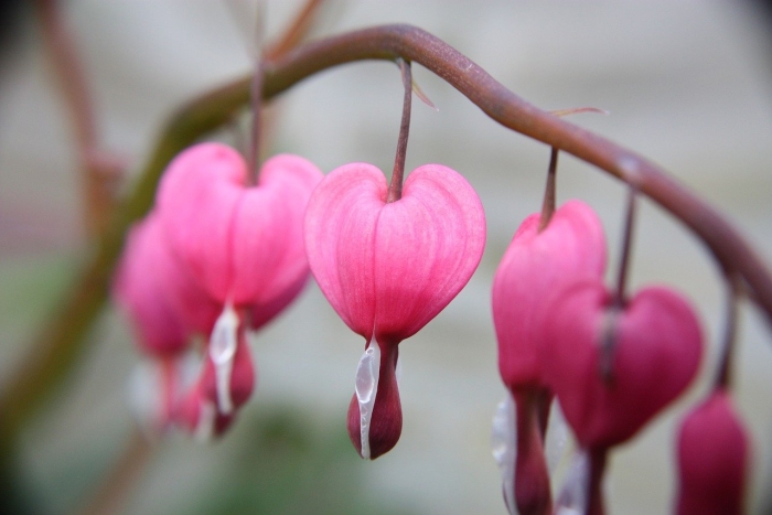 Цветок разбитое сердце