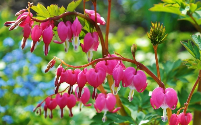 Dicentra spectabilis