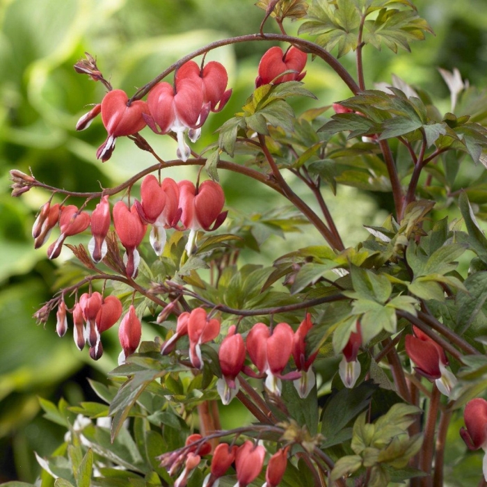 Дицентра великолепная валентина