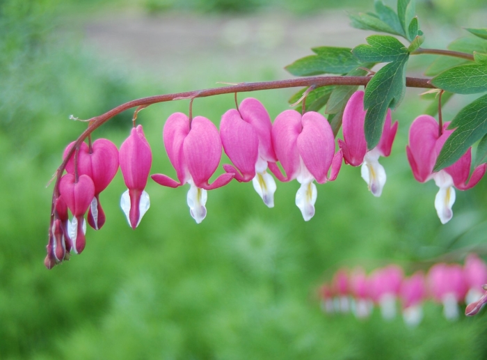 Дицентра спектабилис пинк