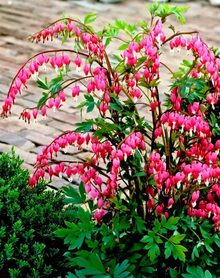 Дицентра растение