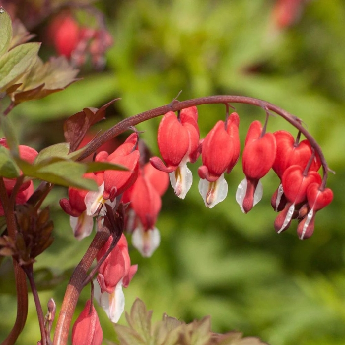 Дицентра великолепная валентина