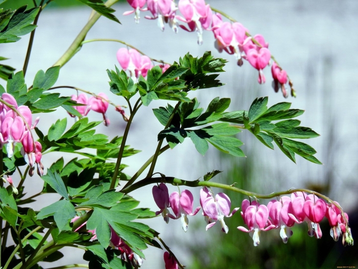 Цветок дицентра великолепная