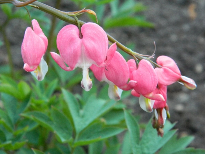 Разбитое сердце цветок комнатный