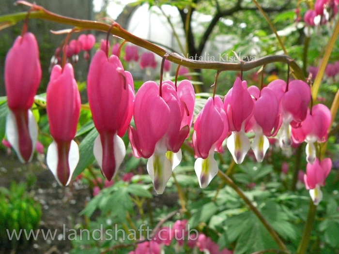 Дицентра спектабилис