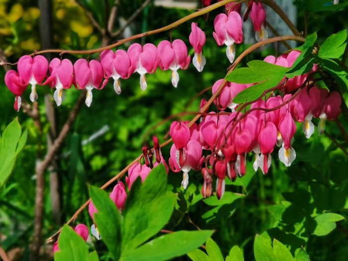 Дицентра великолепная