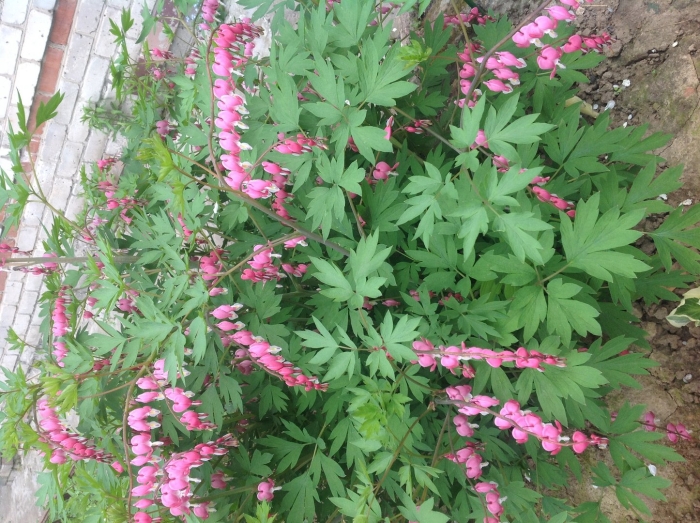 Дицентра великолепная куст