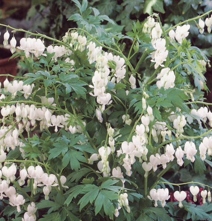 Дицентра великолепная альба