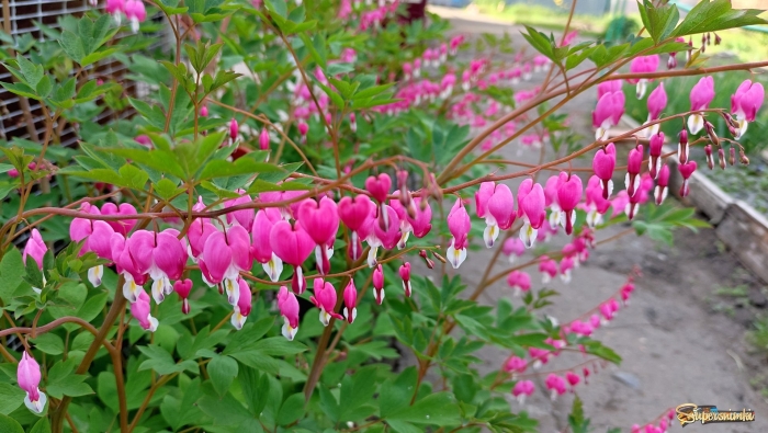 Многолетник дицентра цветок садовый