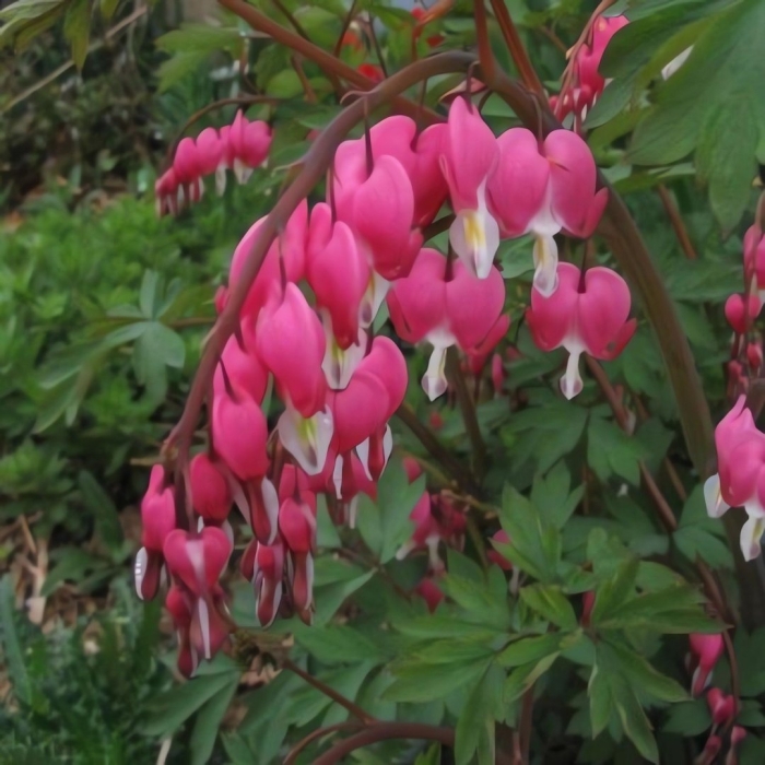 Дицентра spectabilis