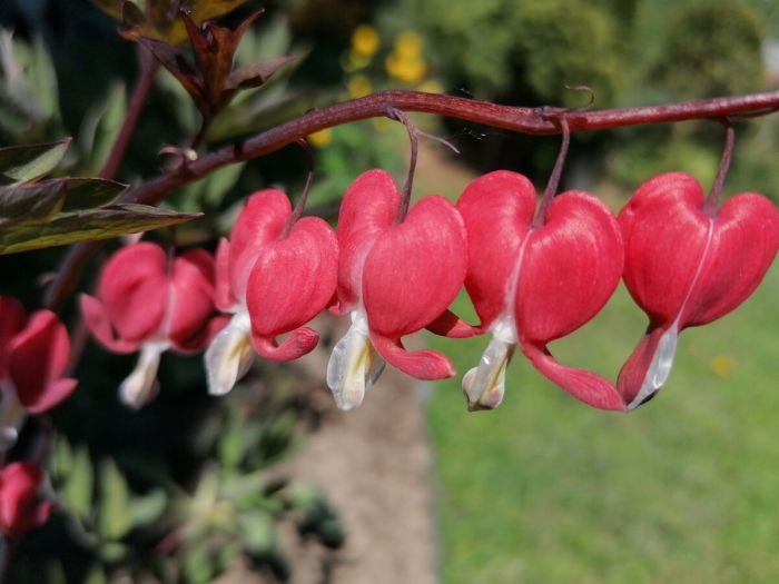 Дицентра великолепная валентина