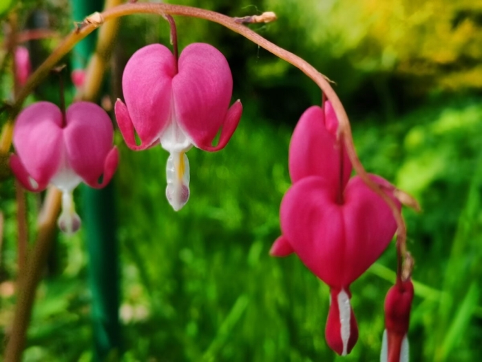 Дицентра великолепная (bleeding heart)