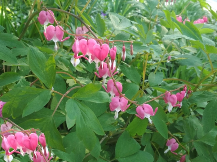 Лептопирум дымянковый