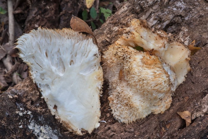 Ежевик гребенчатый гриб