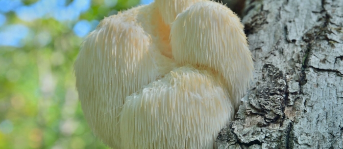 Ежовик герициум