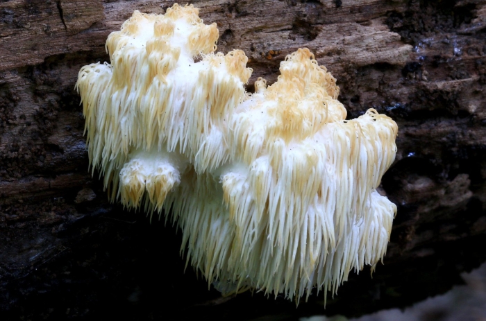 Hericium americanum